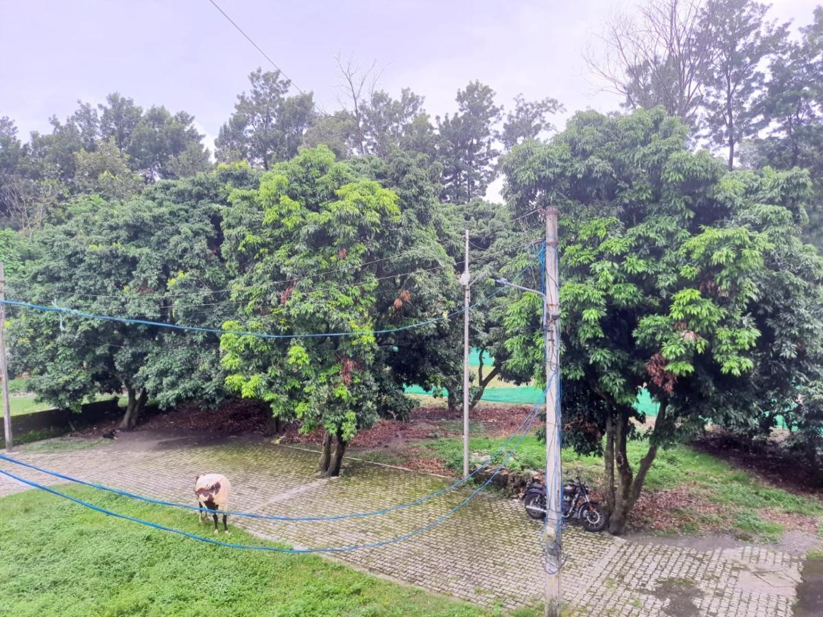 Apartment Nature View