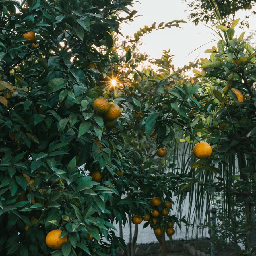 The Misty Bliss And Homestay *