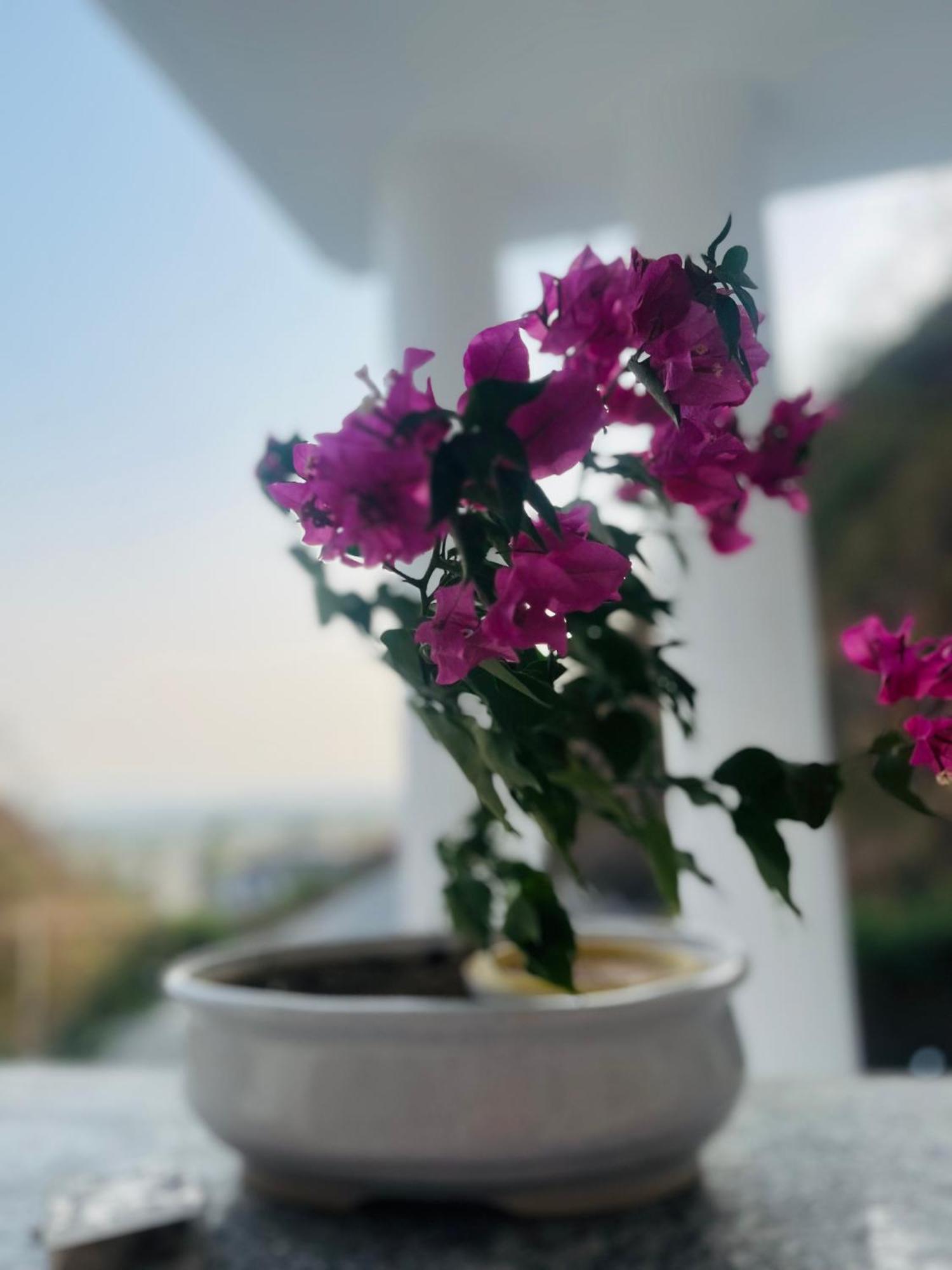 Rootz Dehradun